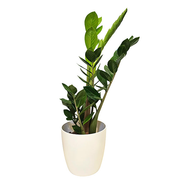buy zz plant nz Zamioculcas ZZ Green – Giftbox Boutique